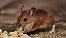 24 Hour & Emergency Exterminators in White Bluff, SC
